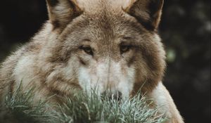 Preview wallpaper wolf, grass, predator, animal