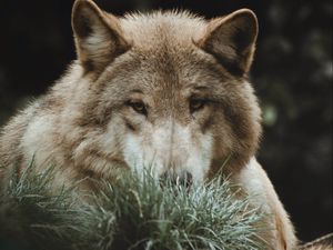 Preview wallpaper wolf, grass, predator, animal