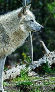 Preview wallpaper wolf, grass, predator, light
