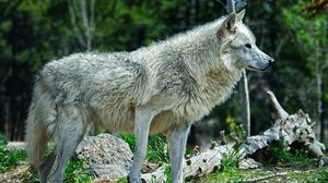 Preview wallpaper wolf, grass, predator, light