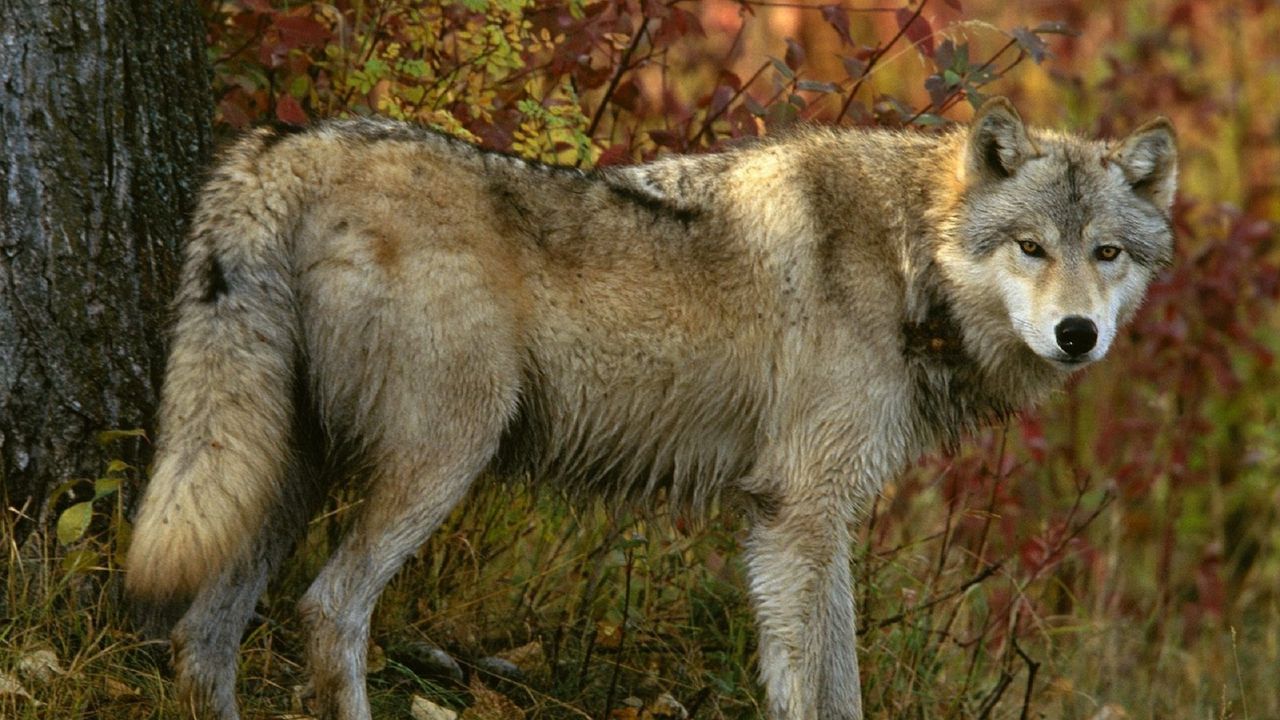 Wallpaper wolf, grass, tree, predator