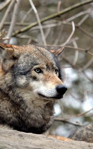 Preview wallpaper wolf, gray, predator, wildlife