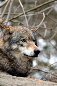 Preview wallpaper wolf, gray, predator, wildlife