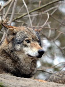 Preview wallpaper wolf, gray, predator, wildlife