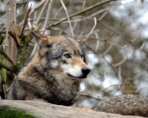 Preview wallpaper wolf, gray, predator, wildlife