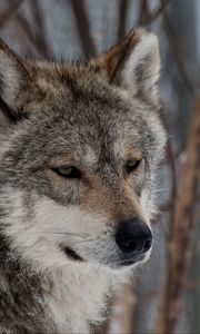 Preview wallpaper wolf, gray, snout, predator, beast
