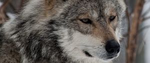 Preview wallpaper wolf, gray, snout, predator, beast