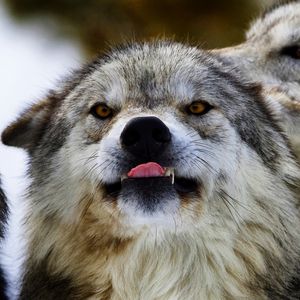 Preview wallpaper wolf, grin, muzzle, dog, predator