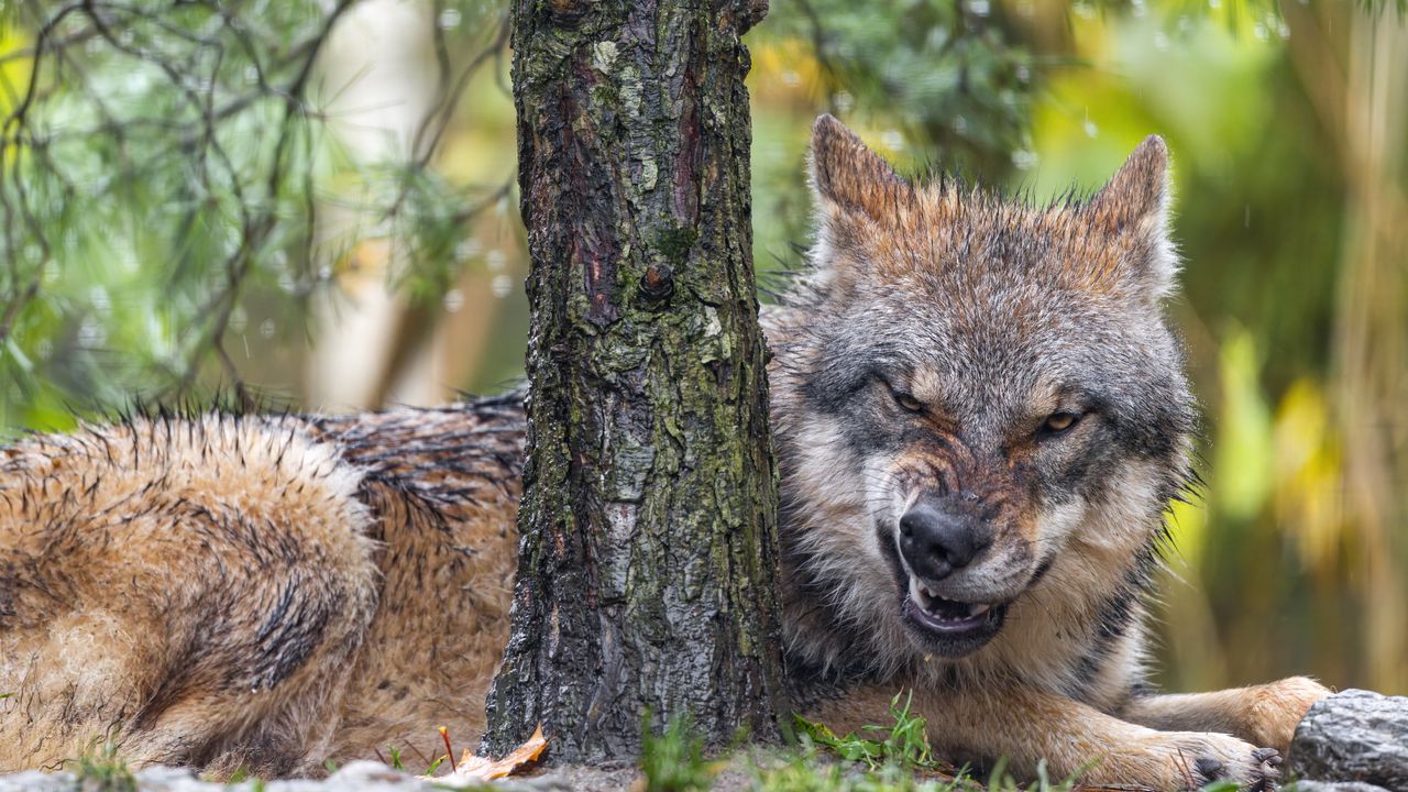 Wallpaper wolf, grin, predator, bark