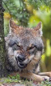 Preview wallpaper wolf, grin, predator, bark