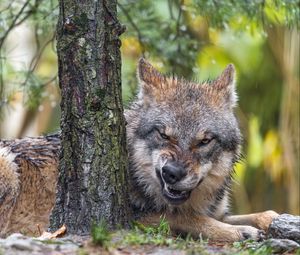 Preview wallpaper wolf, grin, predator, bark