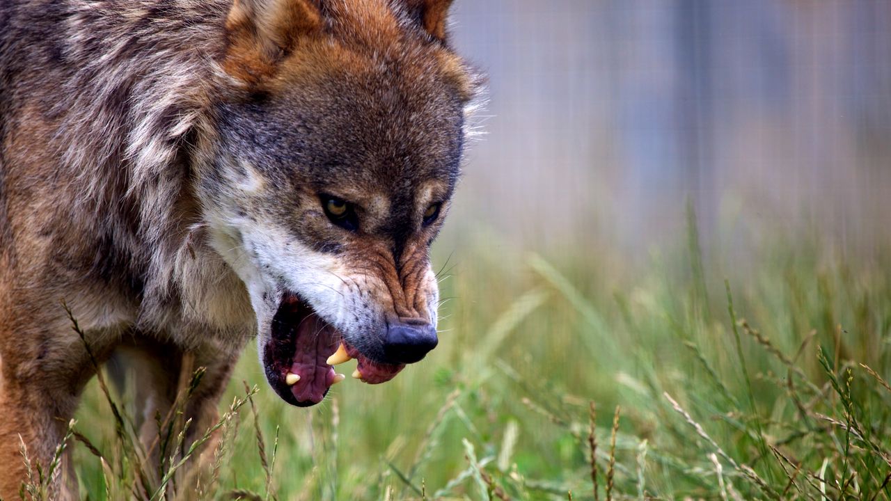 Wallpaper wolf, grin, predator, wildlife