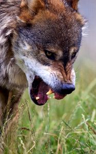 Preview wallpaper wolf, grin, predator, wildlife