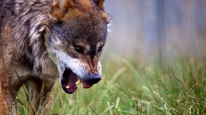 Preview wallpaper wolf, grin, predator, wildlife