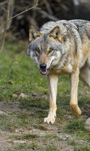 Preview wallpaper wolf, grin, predator, animal
