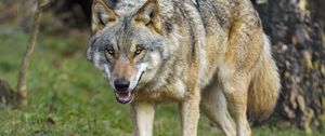 Preview wallpaper wolf, grin, predator, animal