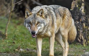 Preview wallpaper wolf, grin, predator, animal