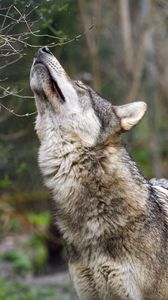 Preview wallpaper wolf, head, posture, predator, animal, wild