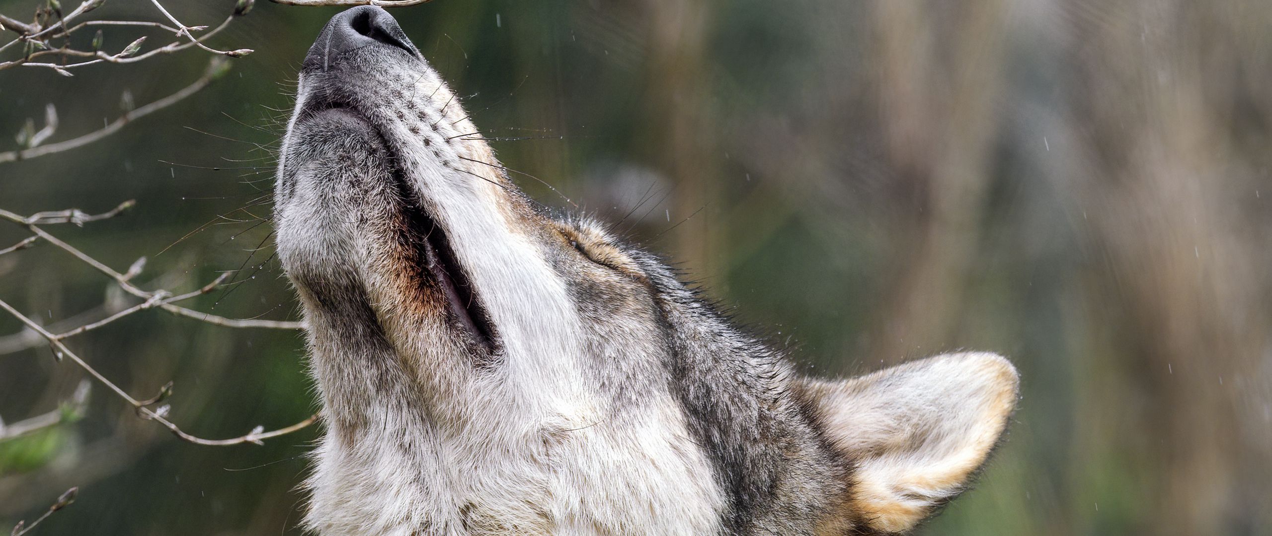 Download wallpaper 2560x1080 wolf, head, posture, predator, animal ...