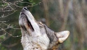 Preview wallpaper wolf, head, posture, predator, animal, wild