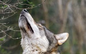 Wallpaper wolf, predator, howl, white, blue hd, picture, image