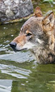 Preview wallpaper wolf, head, predator, wild, animal, water
