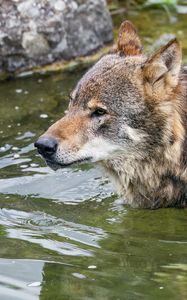 Preview wallpaper wolf, head, predator, wild, animal, water