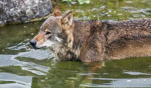 Preview wallpaper wolf, head, predator, wild, animal, water