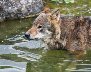 Preview wallpaper wolf, head, predator, wild, animal, water