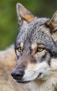 Preview wallpaper wolf, head, predator, macro, animal