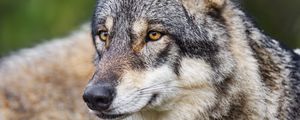 Preview wallpaper wolf, head, predator, macro, animal