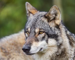 Preview wallpaper wolf, head, predator, macro, animal