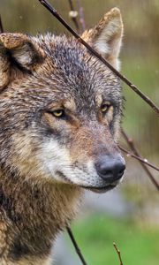 Preview wallpaper wolf, head, predator, wild, animal