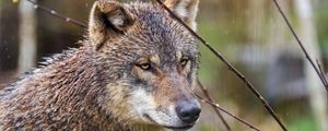 Preview wallpaper wolf, head, predator, wild, animal