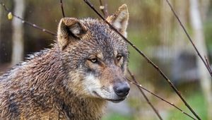 Preview wallpaper wolf, head, predator, wild, animal