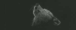 Preview wallpaper wolf, howl, art, drawing, bw