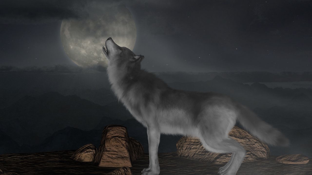 Wallpaper wolf, howl, moon, full moon