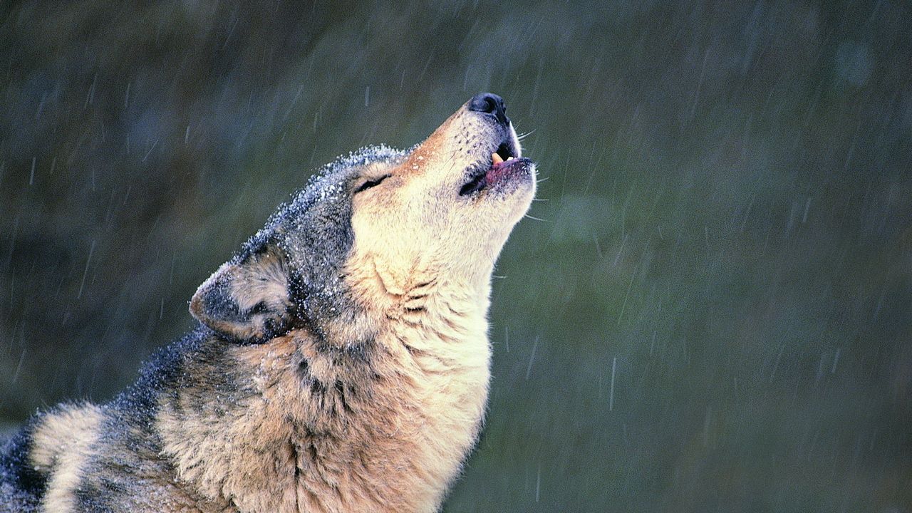 Wallpaper wolf, howl, muzzle, loneliness