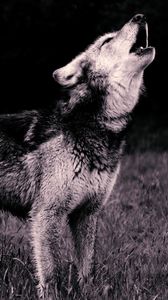 Preview wallpaper wolf, howl, predator, bw