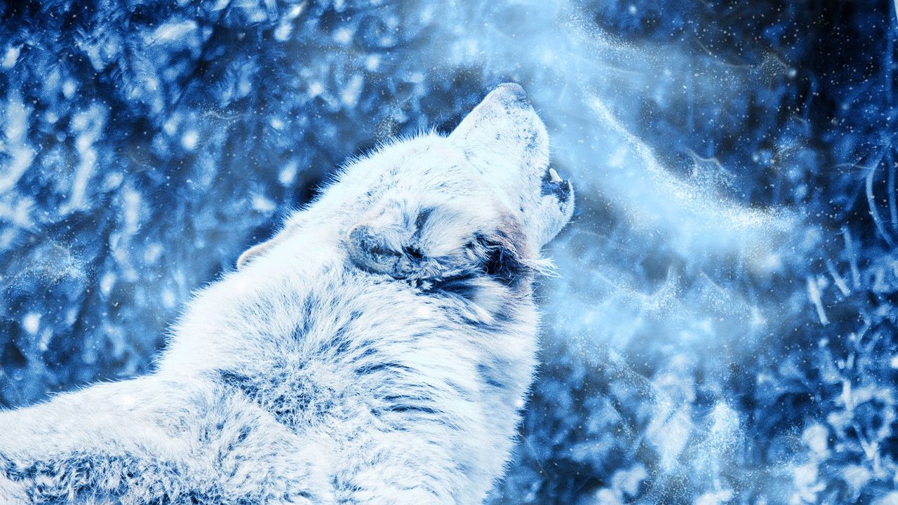 Wallpaper wolf, howl, predator, fog, loneliness