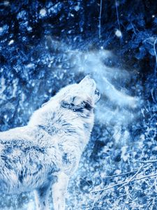Preview wallpaper wolf, howl, predator, fog, loneliness