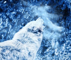 Preview wallpaper wolf, howl, predator, fog, loneliness