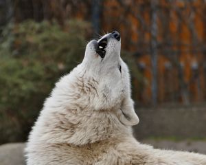 Preview wallpaper wolf, howl, predator