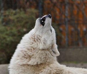 Preview wallpaper wolf, howl, predator
