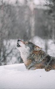 Preview wallpaper wolf, howl, predator, snow, wildlife