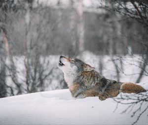Preview wallpaper wolf, howl, predator, snow, wildlife