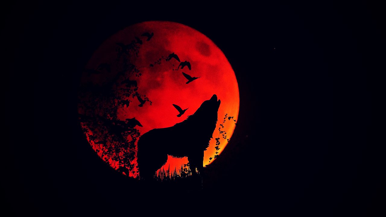 Wallpaper wolf, howl, silhouette, full moon, fire moon