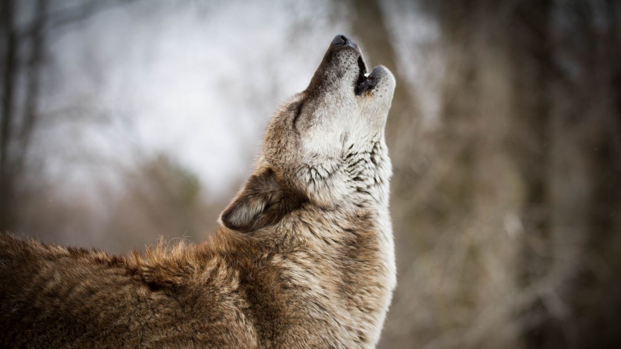 Download wallpaper 1280x720 wolf, howling, predator, wildlife hd, hdv ...