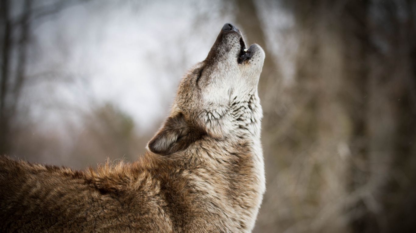 Download wallpaper 1366x768 wolf, howling, predator, wildlife tablet ...