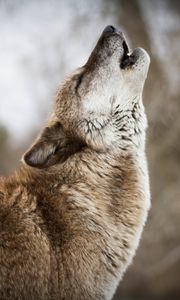 Preview wallpaper wolf, howling, predator, wildlife